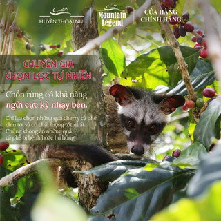 Cà Phê Chồn Cao Cấp Mountain Legend - 10% Real Civet Robusta & 90% Selected BeansFine Robusta - Hộp 200g - Tặng Phin