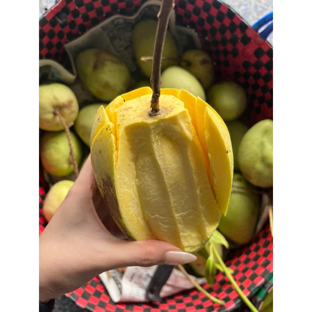 Xoài Tứ Quý Bến Tre