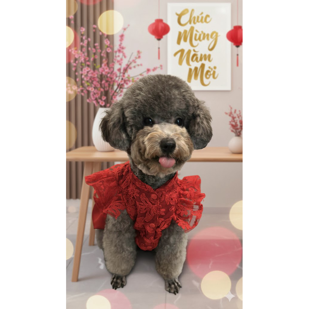 Đầm tết Hà Y - đầm tết 2026 cho chó mèo