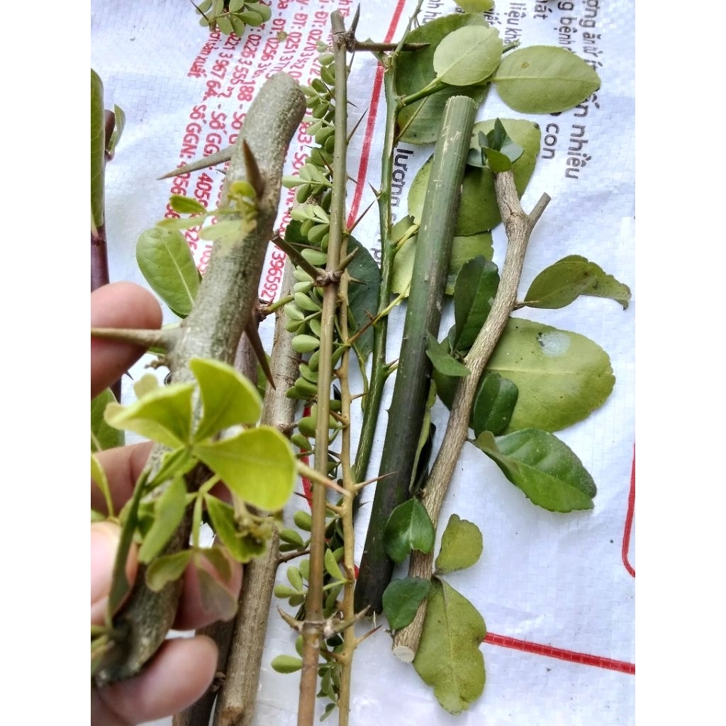 gai xông trừ tà 7 hoặc 9 loại cho nam .