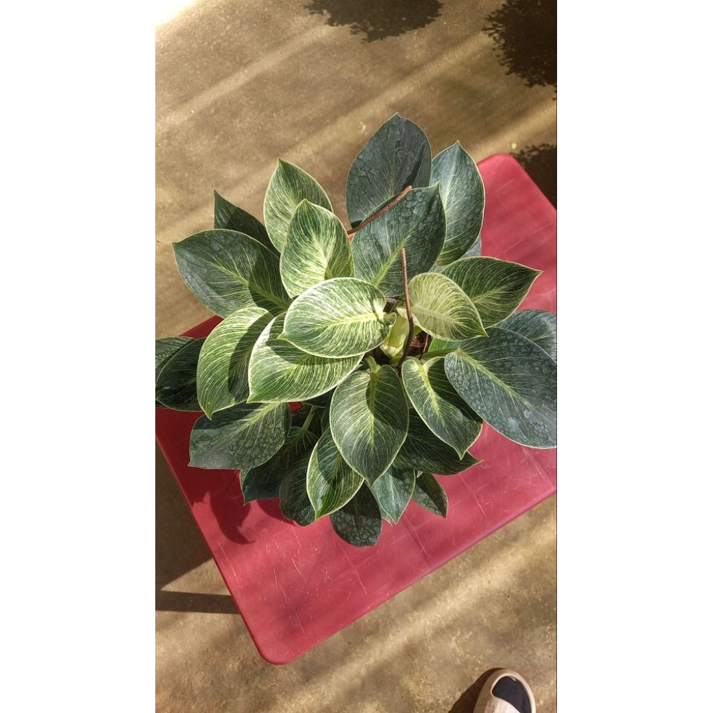 Trầu bà Đế Vương Kim Cương - Philodendron Birkin