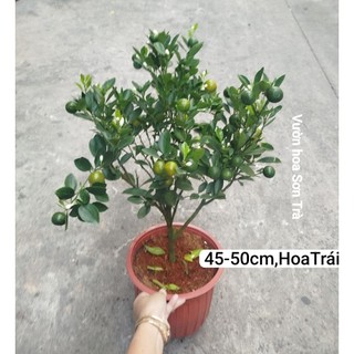 (VHST giao trong ngày) CÂY TẮC/QUẤT/HẠNH đang trái.