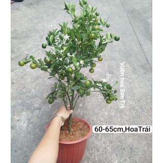 (VHST giao trong ngày) CÂY TẮC/QUẤT/HẠNH đang trái.