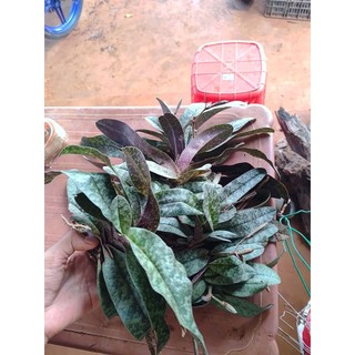 2 cây hài Gấm hoa vàng cây đẹp