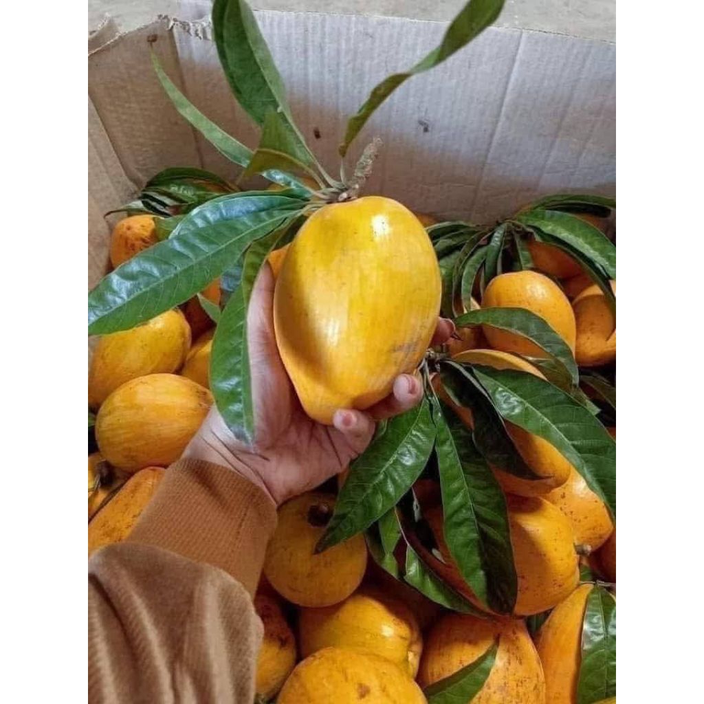 Cây giống trứng gà thái ( lê ki ma thái)