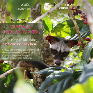 Cà Phê Chồn Cao Cấp Legend Revived - 100% Authentic Civet Coffee Robusta -  Lên men tự nhiên kỳ diệu - Hộp 51g