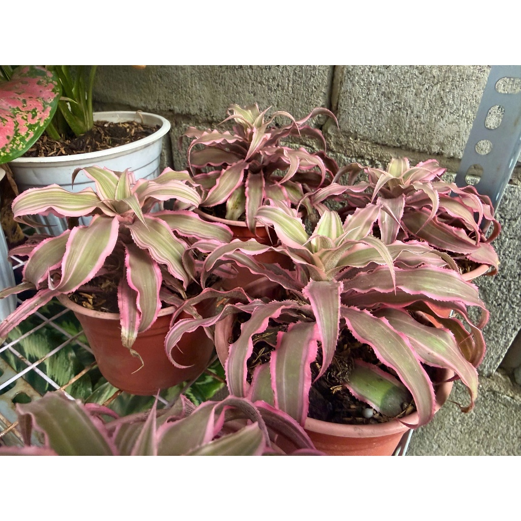 Chậu Cây Dứa Tiểu Hồng Phụng( Dứa Thái, mini để bàn nhỏ đẹp)