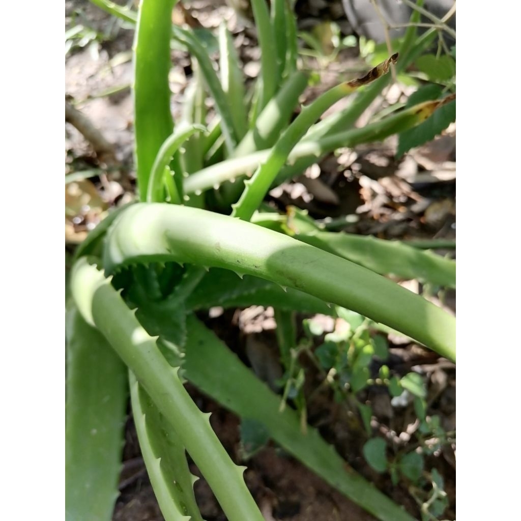 500g lá nha đam nấu chè làm bánh đắp mặt (trước khi đắp mặt hãy thử. 1it lên lên tay nhé coi có hợp 