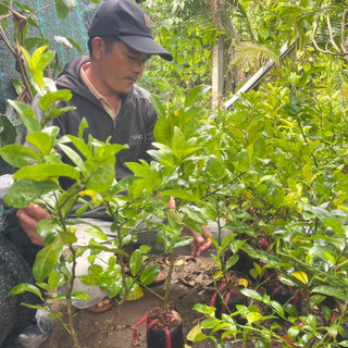 CÂY CHANH ĐÀO RUỘT ĐỎ
