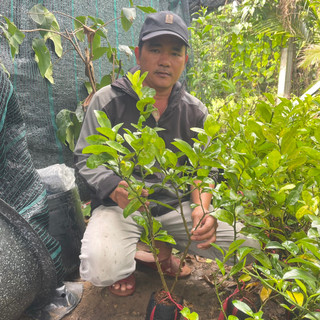 CÂY CHANH ĐÀO RUỘT ĐỎ