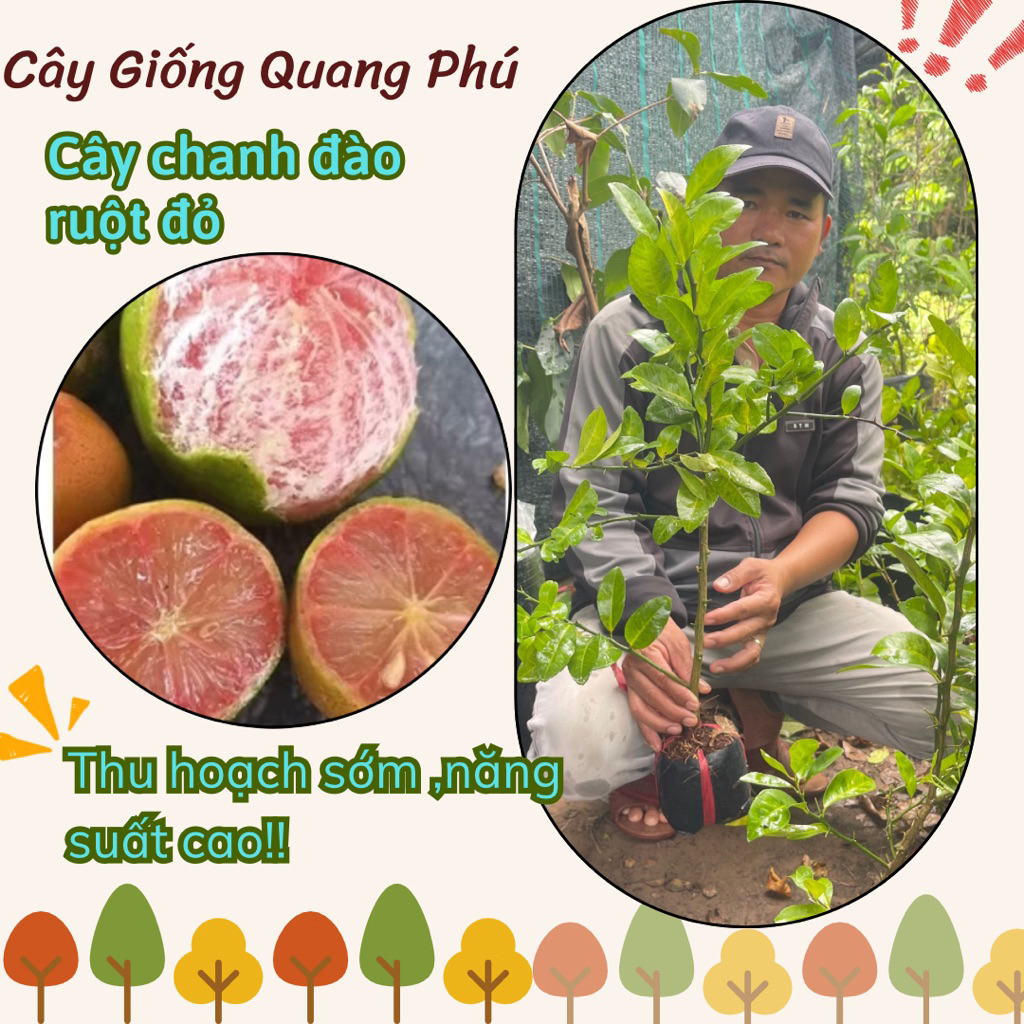 CÂY CHANH ĐÀO RUỘT ĐỎ