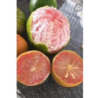 CÂY CHANH ĐÀO RUỘT ĐỎ