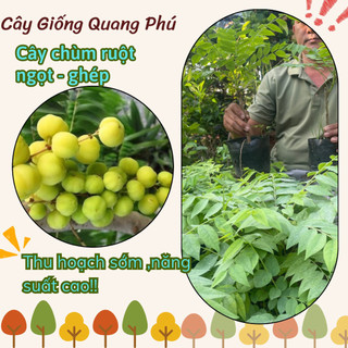 CÂY CHÙM RUỘT NGỌT - GHÉP