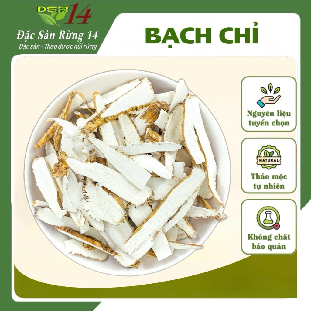 Bạch chỉ 500g, củ bạch chỉ khô thái phiến mỏng, thơm, sạch, không tẩy trắng - Đặc Sản Rừng 14