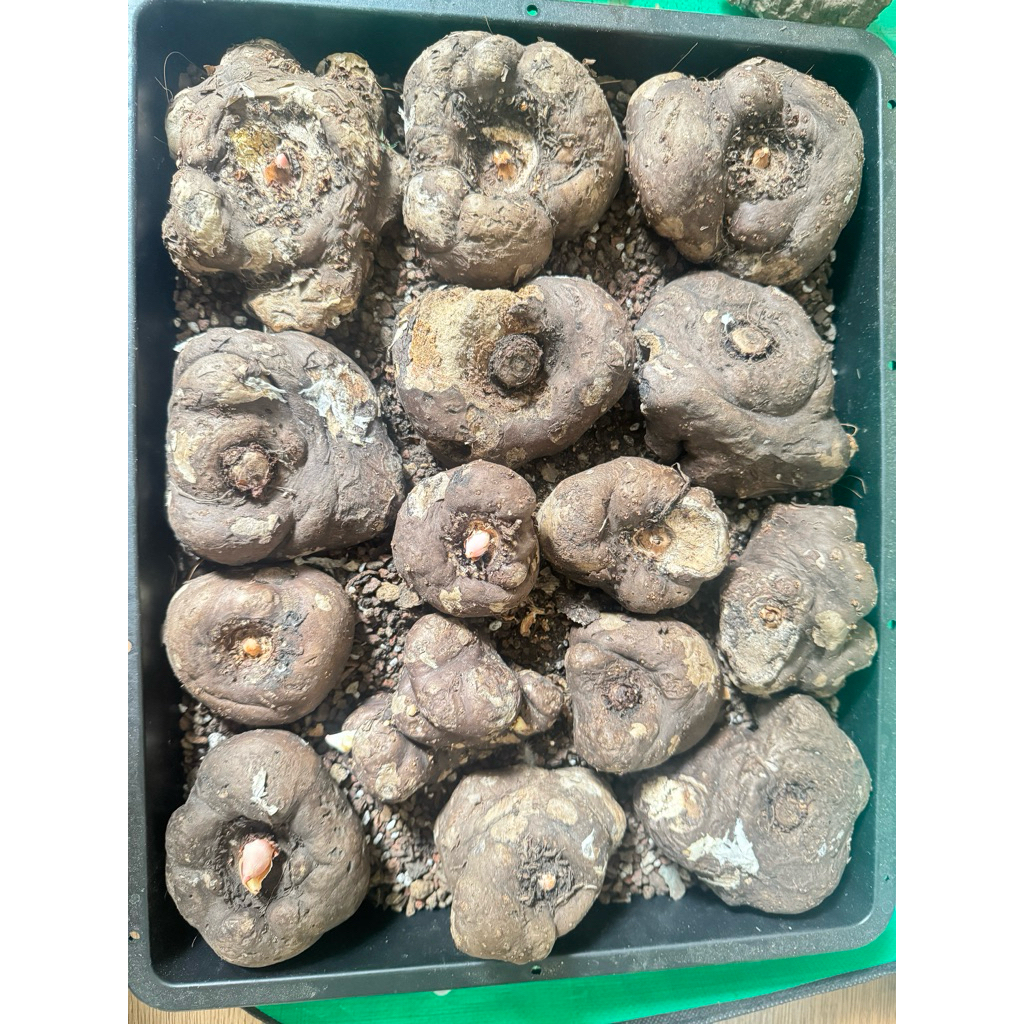 Củ Khoai Nưa Thái Lan Amorphophallus atroviridus trồng kiểng, trang trí nhà cửa giao củ ngẫu nhiên t