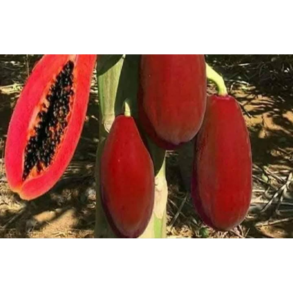 Cây giống đu đủ vỏ đỏ ruột đỏ