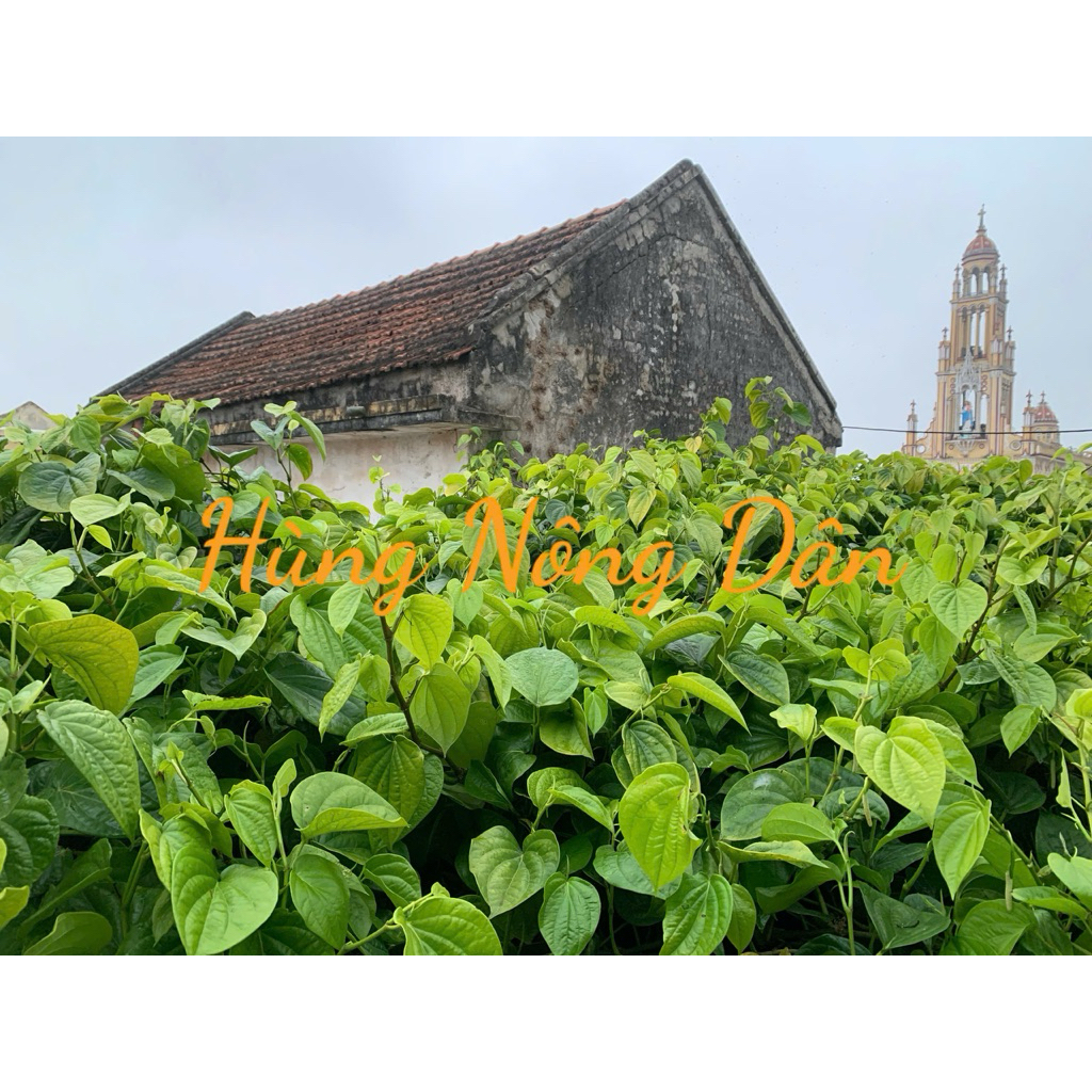 500g Lá Trầu Không Tươi-Lá Trầu Ta-Không hóa chất (đặt mới hái)