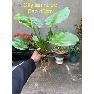 Bách Thủy Tiên ( cây lan nước ) cây to khoảng 40cm
