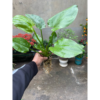 Bách Thủy Tiên ( cây lan nước ) cây to khoảng 40cm
