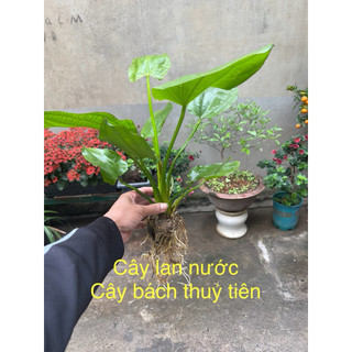 Bách Thủy Tiên ( cây lan nước ) cây to khoảng 40cm