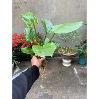 Bách Thủy Tiên ( cây lan nước ) cây to khoảng 40cm