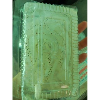 1 HỘP SỨA nhạt