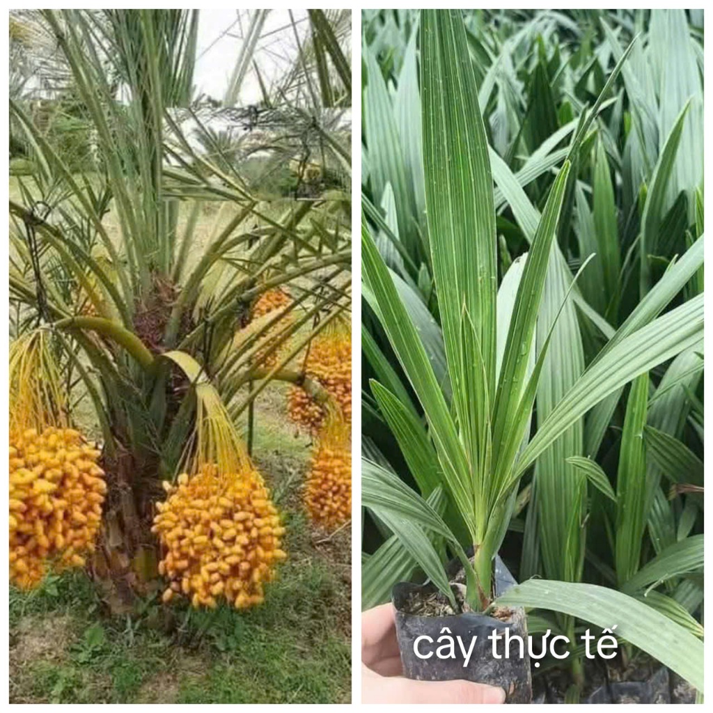 combo 2 cây cây chà Là giống
