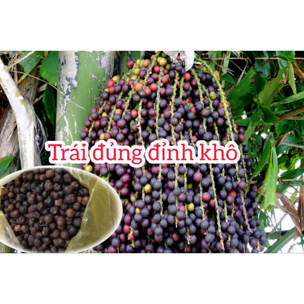 Trái đủng đỉnh khô / quả đủng đỉnh phơi khô lấy từ thiên nhiên