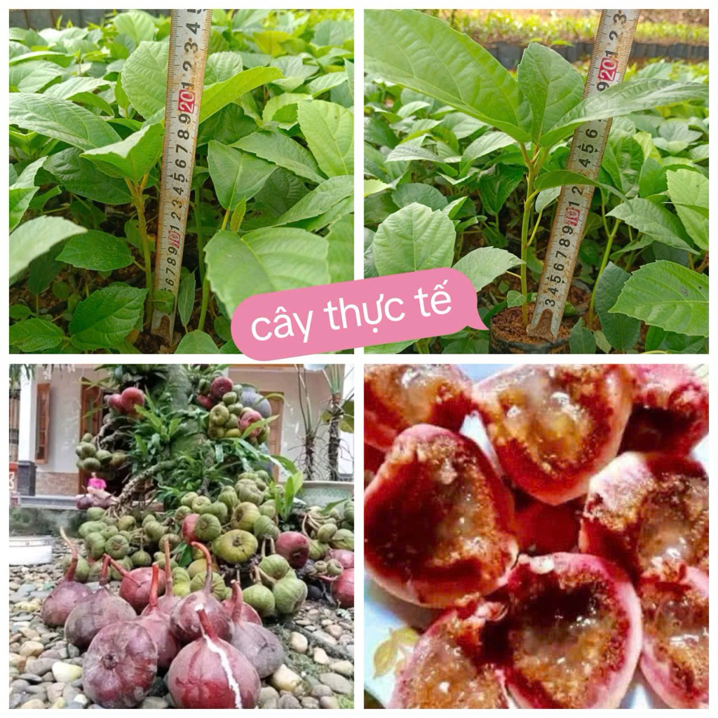 combo 3 câ.y  giô.ng  vả mật