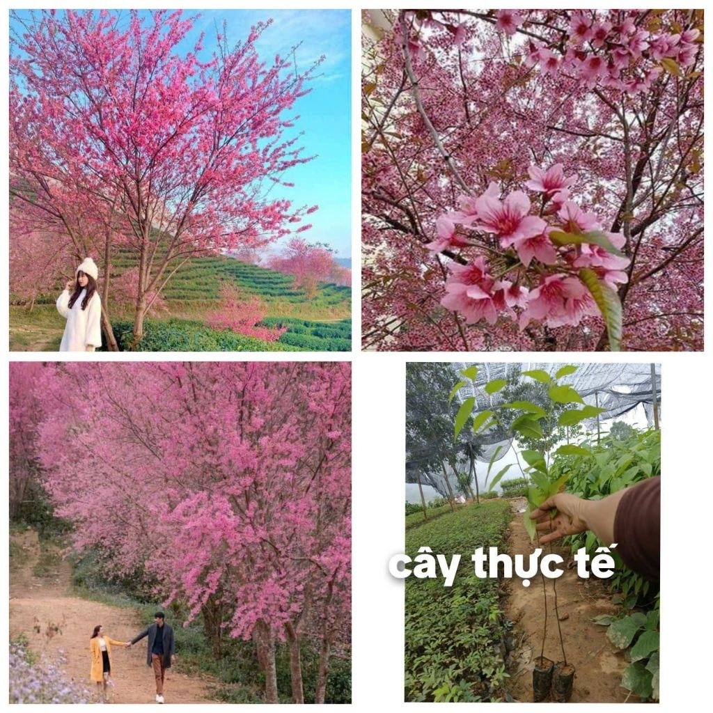 combo 3 hoa anh đào cây giống