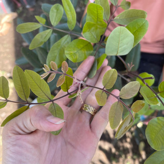 CÂY NHÃN XUỒNG TÍM (ghép chui cành )