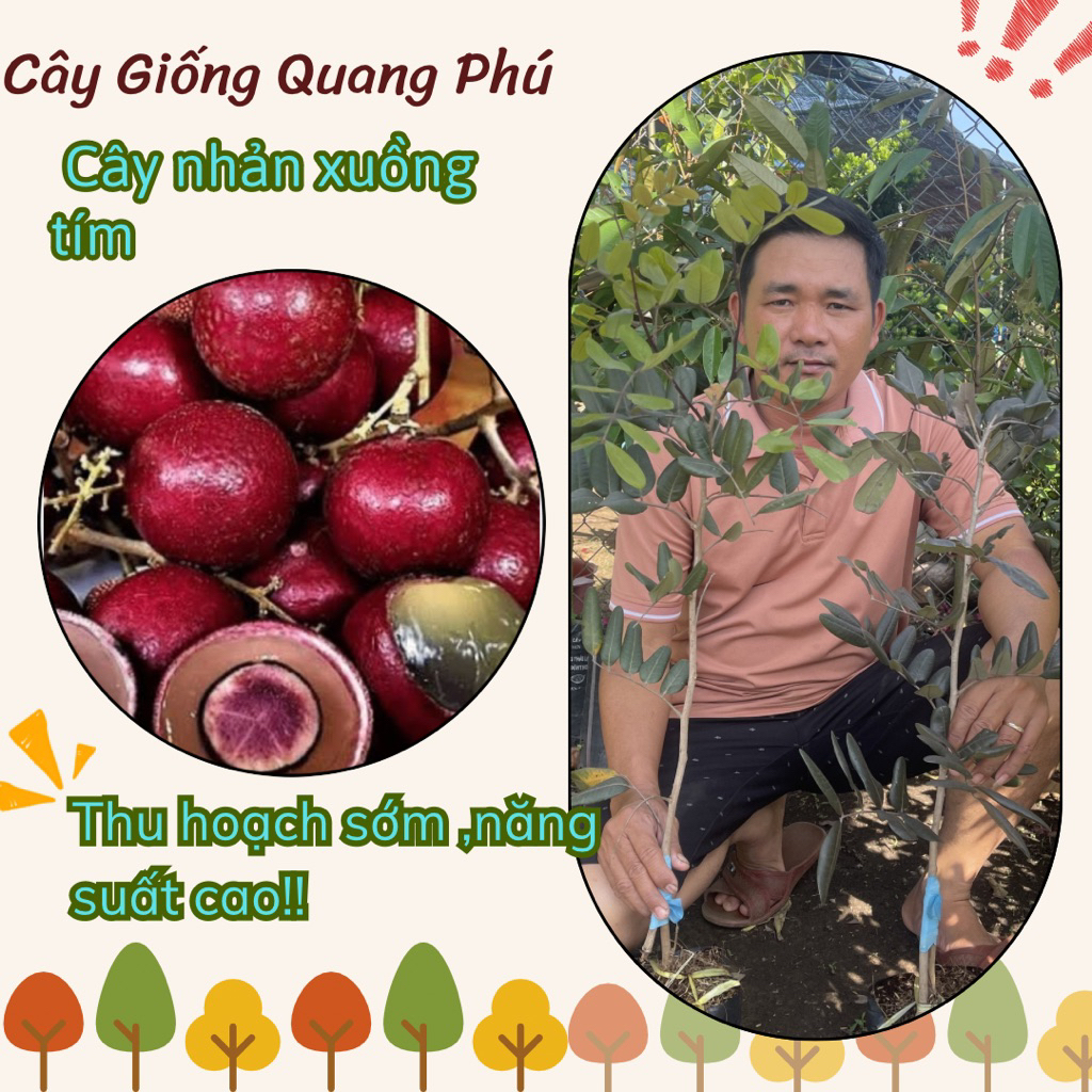CÂY NHÃN XUỒNG TÍM (ghép chui cành )