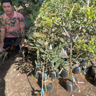 CÂY NHÃN XUỒNG TÍM (ghép chui cành )