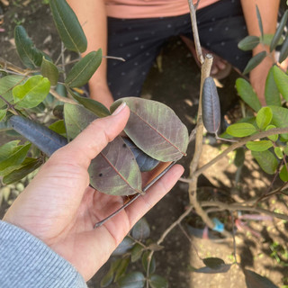 CÂY NHÃN XUỒNG TÍM (ghép chui cành )