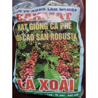 HẠT GIỐNG CÀ PHÊ VỐI CAO SẢN ROBUSTA TR9 [ ]. HẠT ĐẸP TXV