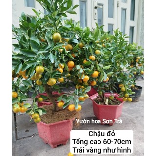 (VHST giao trong ngày) CÂY TẮC/QUẤT/HẠNH đang trái.