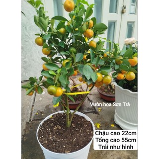(VHST giao trong ngày) CÂY TẮC/QUẤT/HẠNH đang trái.