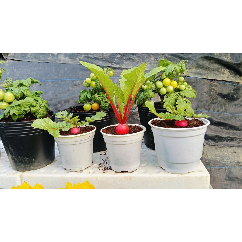 Cây giống củ cải đỏ - Củ cải phát tài 8386 - Chăm củ càng lớn, tài lộc càng nhiều