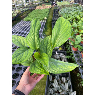 Chậu Trầu bà hạnh phúc - Monstera Peru