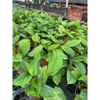 Chậu Trầu bà hạnh phúc - Monstera Peru