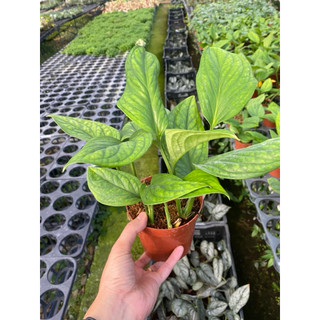 Chậu Trầu bà hạnh phúc - Monstera Peru