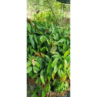 RAU BÉP RỪNG K'LONG