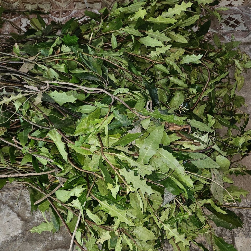 Cây ô rô khô 1kg giá rẻ