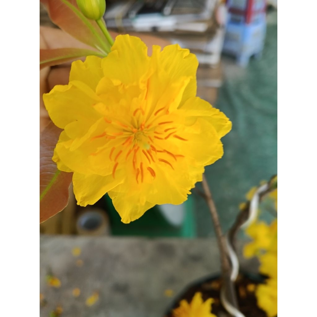mai cúc thọ hương cây giống
