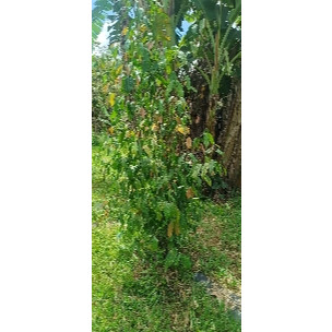 RAU BÉP RỪNG K'LONG