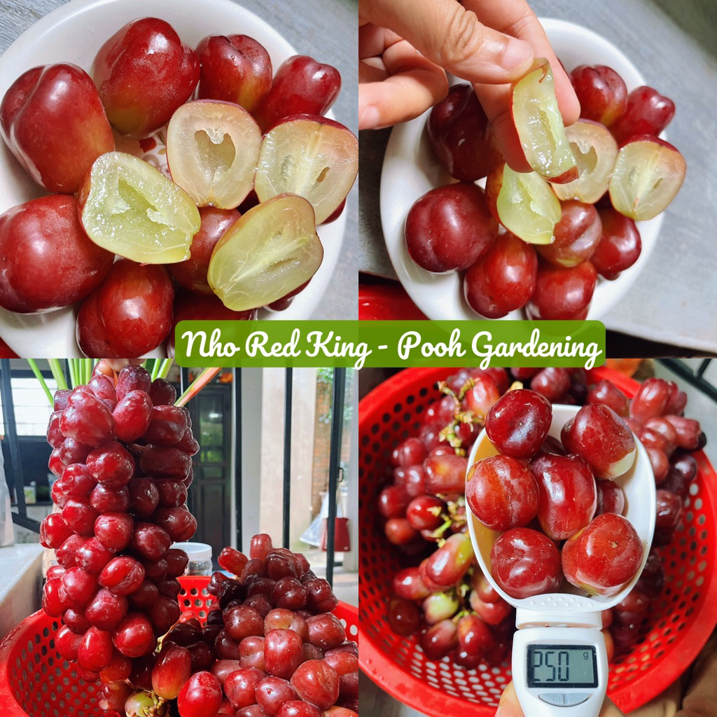 TRANG TRÍ VƯỜN NHO RED KING, LITTLE BEE, NHO SỮA, NHO HẠ ĐEN