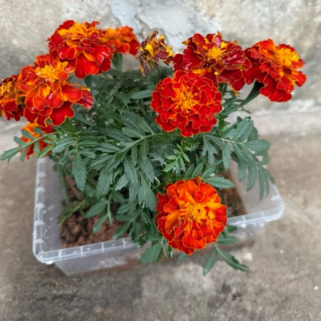 Hạt giống Vạn Thọ Pháp màu Đỏ Tươi (Lửa) F1 Ảnh Thật - Gói 30 Hạt - Nảy 85%