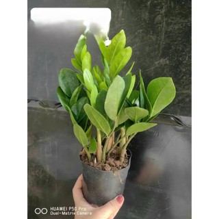Cây kim tiền mini để bàn
