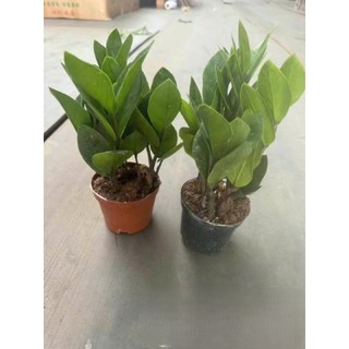 Cây kim tiền mini để bàn