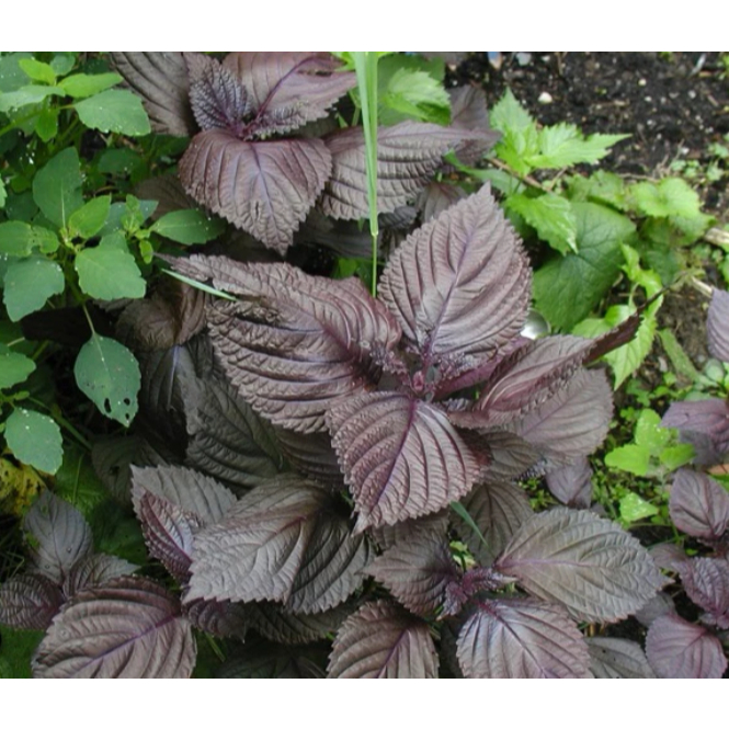 10gr Hạt giống lá tía tô, lá tía tô thơm, rau thơm cao sản